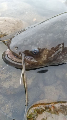 ナマズの釣果