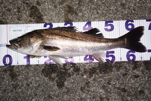 シーバスの釣果