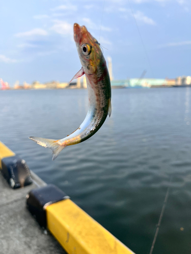 イワシの釣果