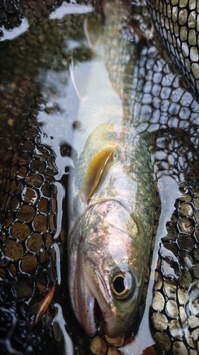 イワナの釣果