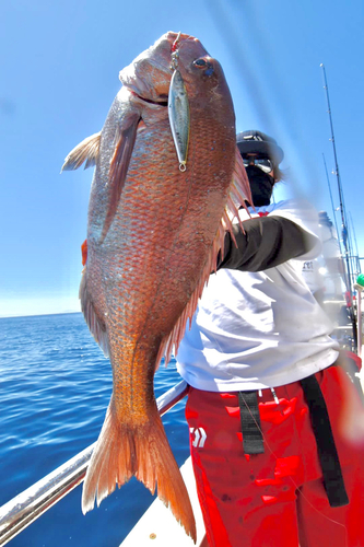 タイの釣果