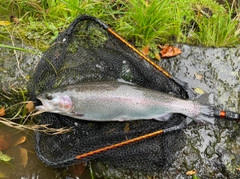 ニジマスの釣果