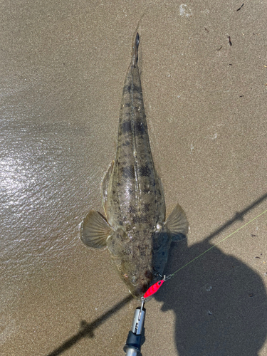 マゴチの釣果