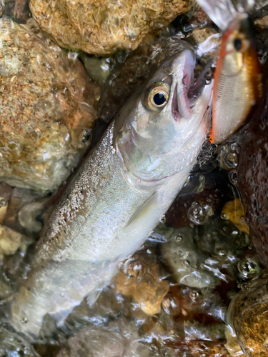 ヤマメの釣果