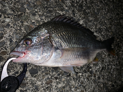 キビレの釣果