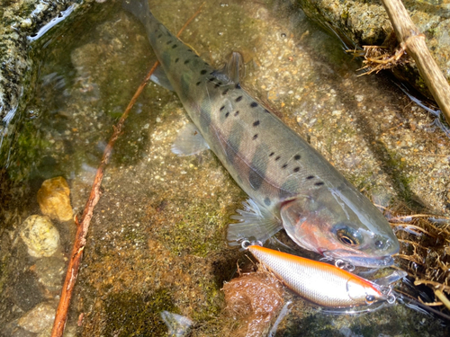 ヤマメの釣果