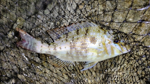 ハマフエフキの釣果