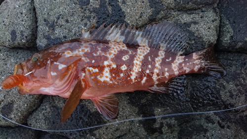 キジハタの釣果