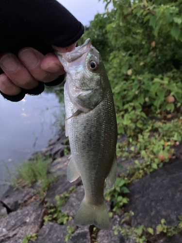 ラージマウスバスの釣果