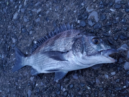 チヌの釣果