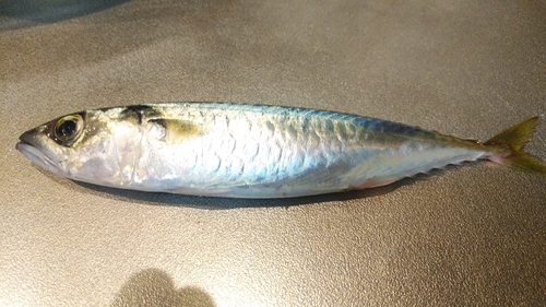 サバの釣果