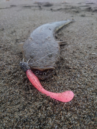 マゴチの釣果