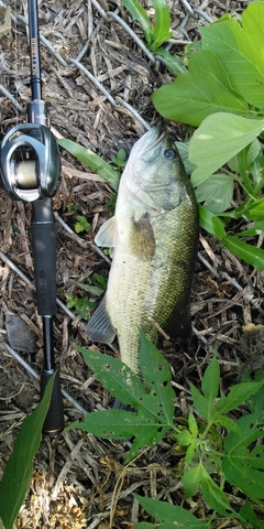 ブラックバスの釣果