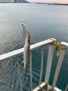 カマスの釣果