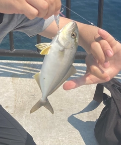 ショゴの釣果