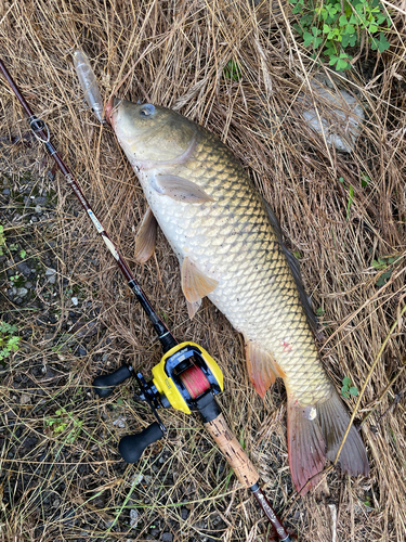 コイの釣果