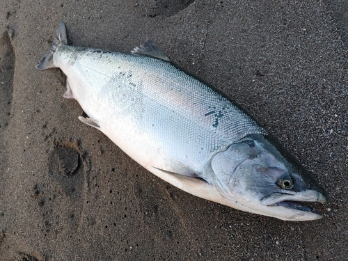 サクラマスの釣果