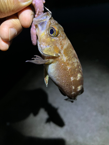 エゾメバルの釣果