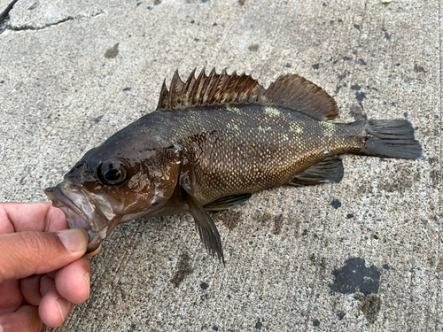 エゾメバルの釣果