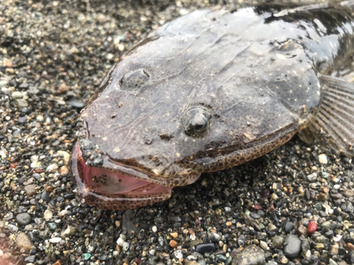 マゴチの釣果