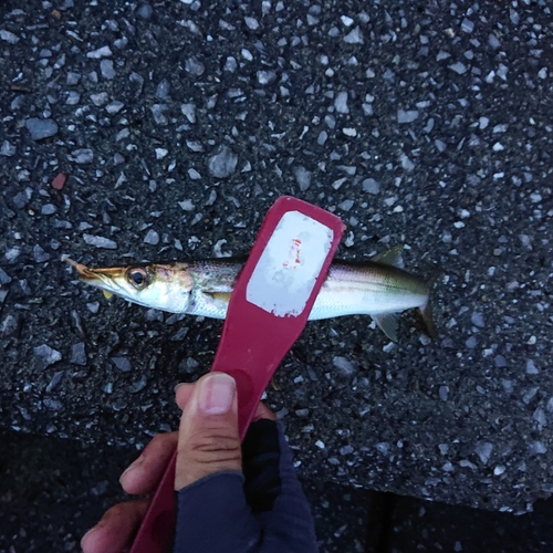 カマスの釣果