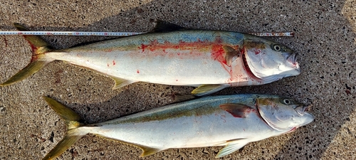 ヒラマサの釣果