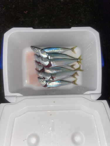 サバの釣果