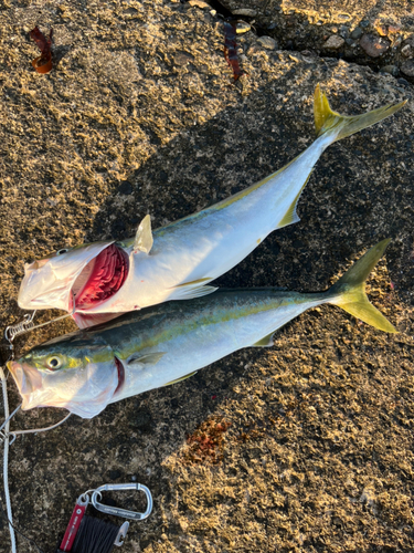 イナダの釣果