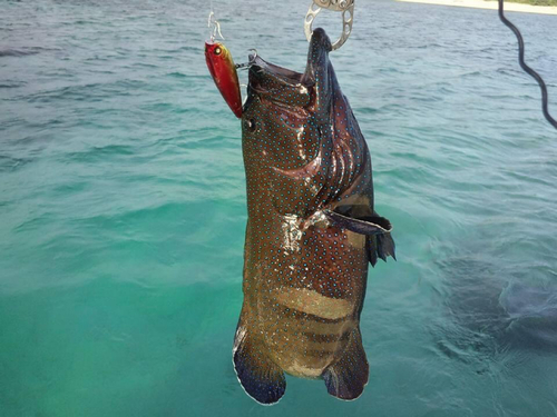 アオノメハタの釣果