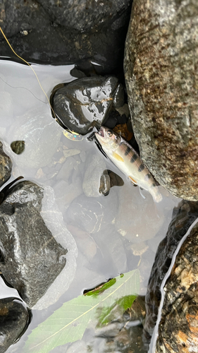 アマゴの釣果