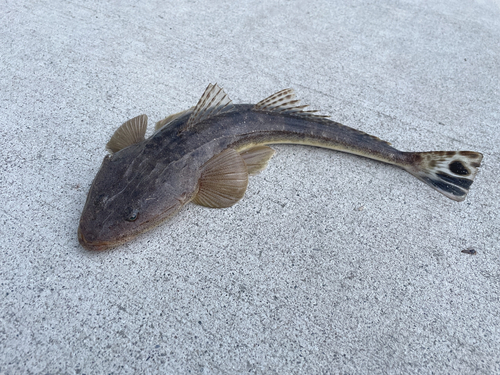 マゴチの釣果