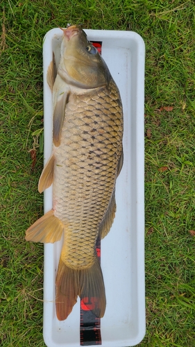 コイの釣果