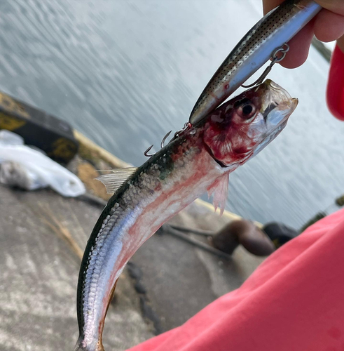 イワシの釣果