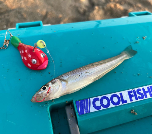 キスの釣果