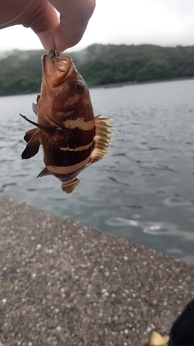 アオハタの釣果