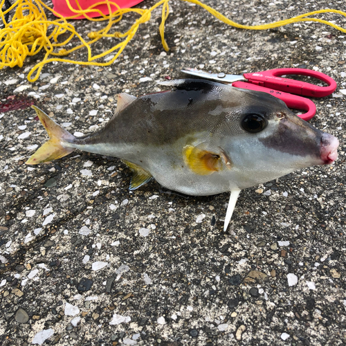 ギマの釣果