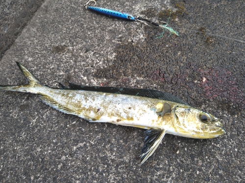 シイラの釣果