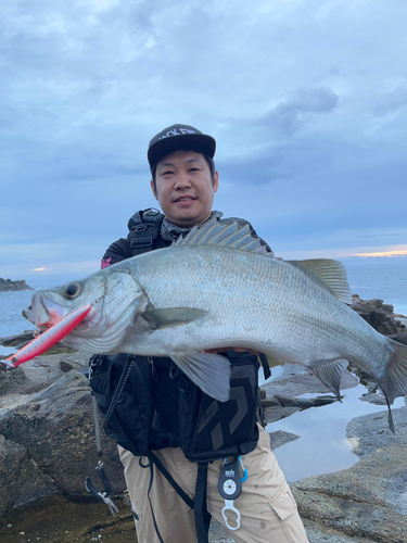 ヒラスズキの釣果