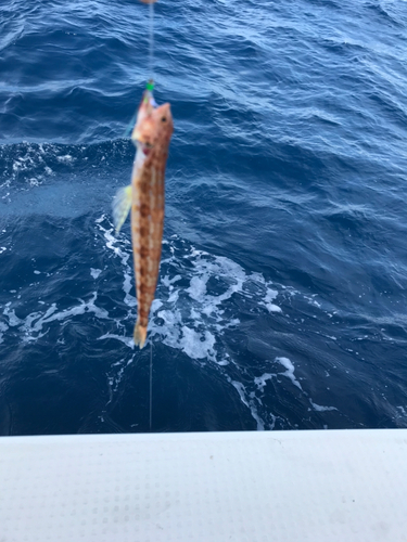 エソの釣果