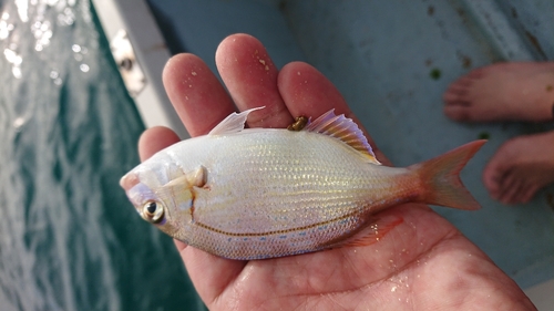 タイの釣果