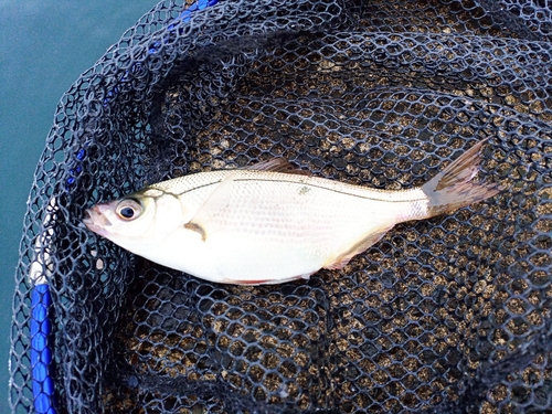 タナゴの釣果