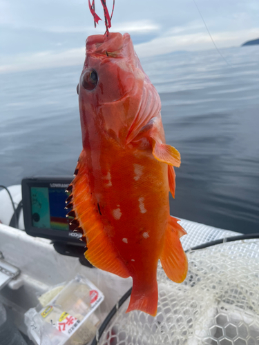 アカハタの釣果