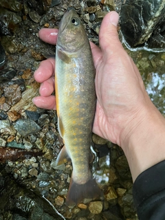 ヤマトイワナの釣果