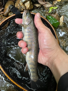 ヤマトイワナの釣果