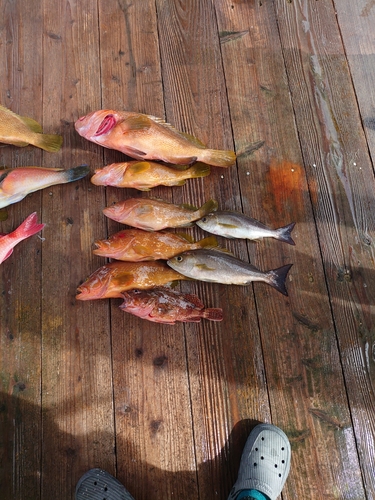 アコウの釣果