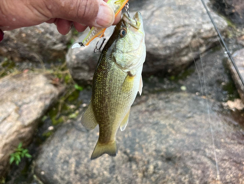 ラージマウスバスの釣果