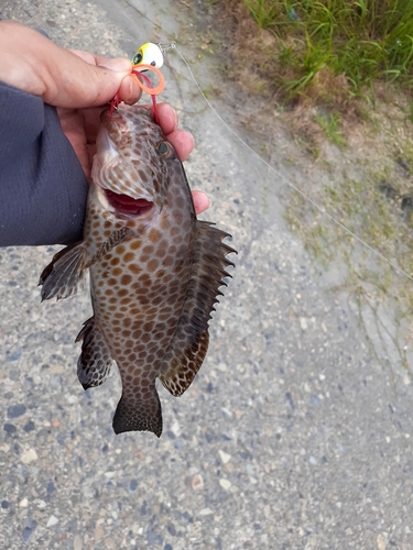 オオモンハタの釣果