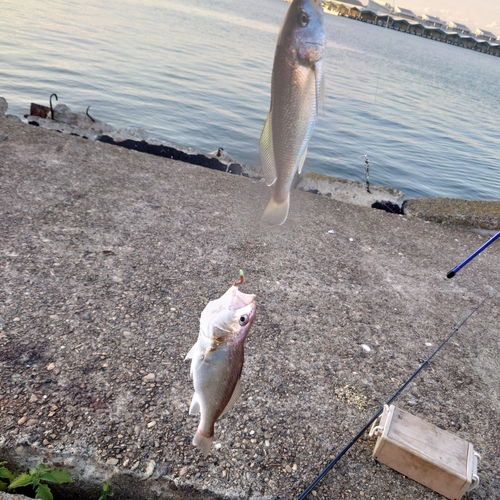 イシモチの釣果