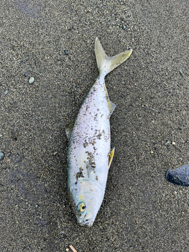 ワカシの釣果