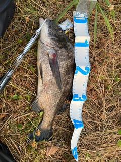 チヌの釣果